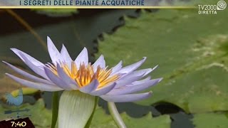 I segreti delle piante acquatiche