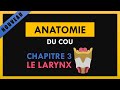 Anatomie du cou  chapitre 3  le larynx