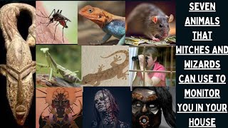 Seven Animals That Witches and Wizards  Can Use to Monitor You in Your House