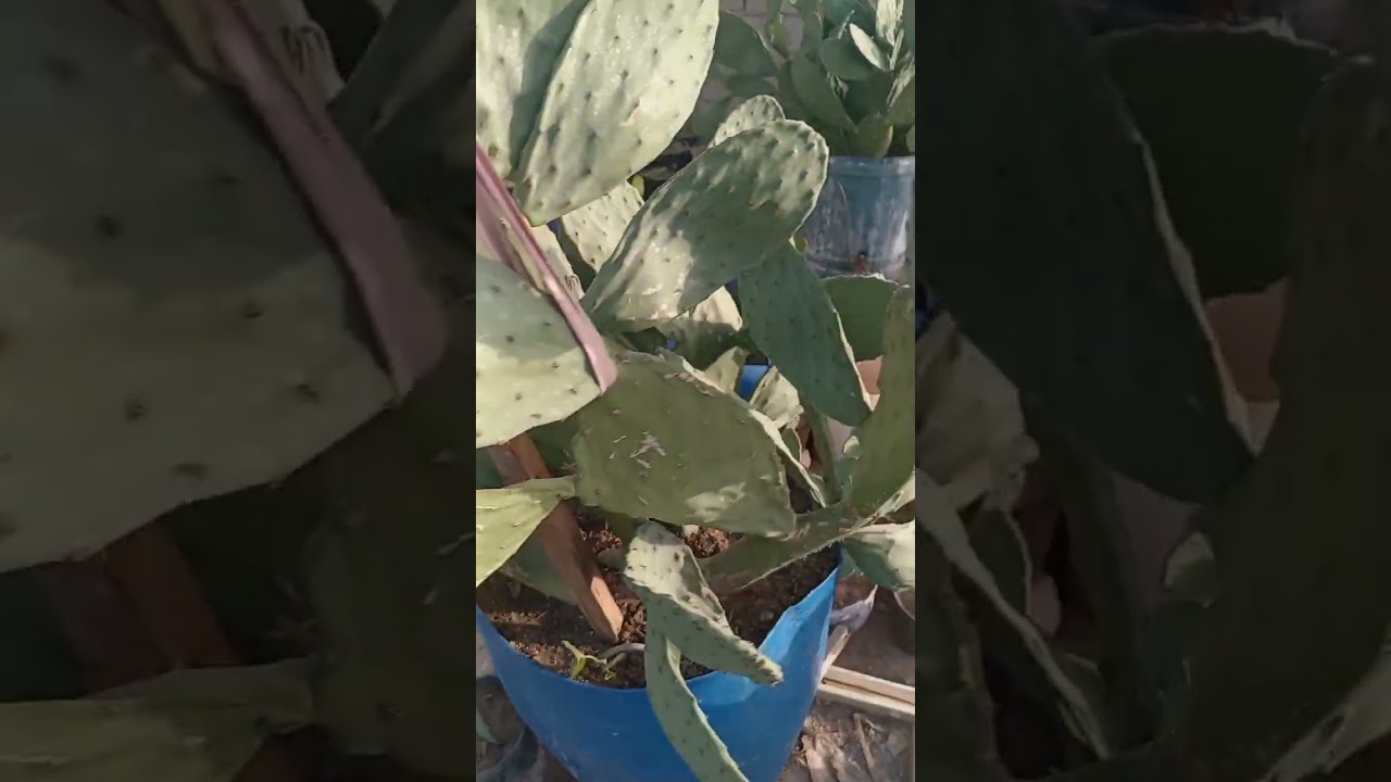 قطع قمم كفوف نبات التين الشوكي الايطالي من البذور وشرح كيف اجعل ثمار التين الشوكي بحجم كبير