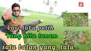 Cari labu putih yang sudah di tanam satu bulan yang lalu #ijangpaladan