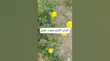 القرآن الكريم بصوت جميل #اكسبلور #qoraniyat423 #quran #دويتو #qoraniyat421 #ناصر_القطامي #تيك_توك
