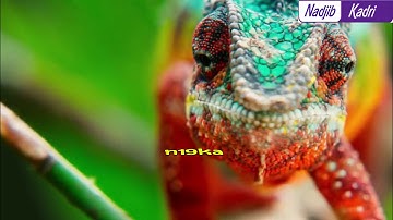 بصوت القارئ نجيب قادري  أواخر سورة الكهف