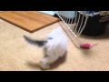 子猫〜遊んで癒されます。