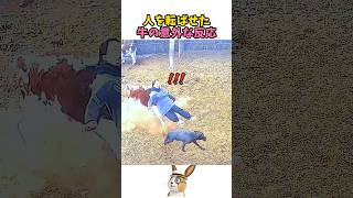 人を倒した牛の反応