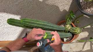 Best Methods and Practices on Cactus Grafting from my Friends in the Cactus Community