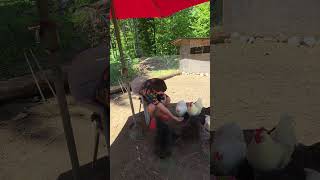 Feeding Chickens