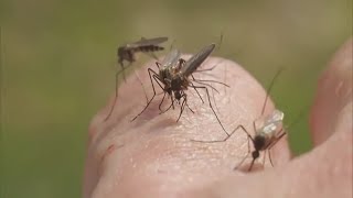 Verify | Does Irish Spring Soap work to ward off mosquitoes?
