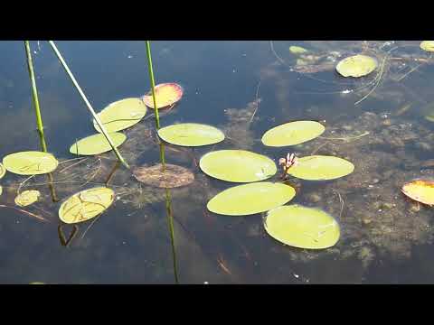 Watershield