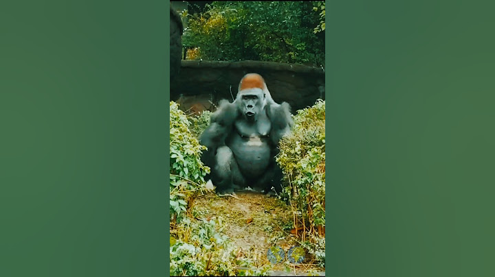 How to lure a gorilla with your phone