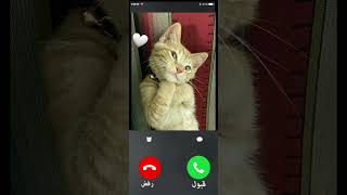 قطة تتصل الآن #2023 screenshot 1