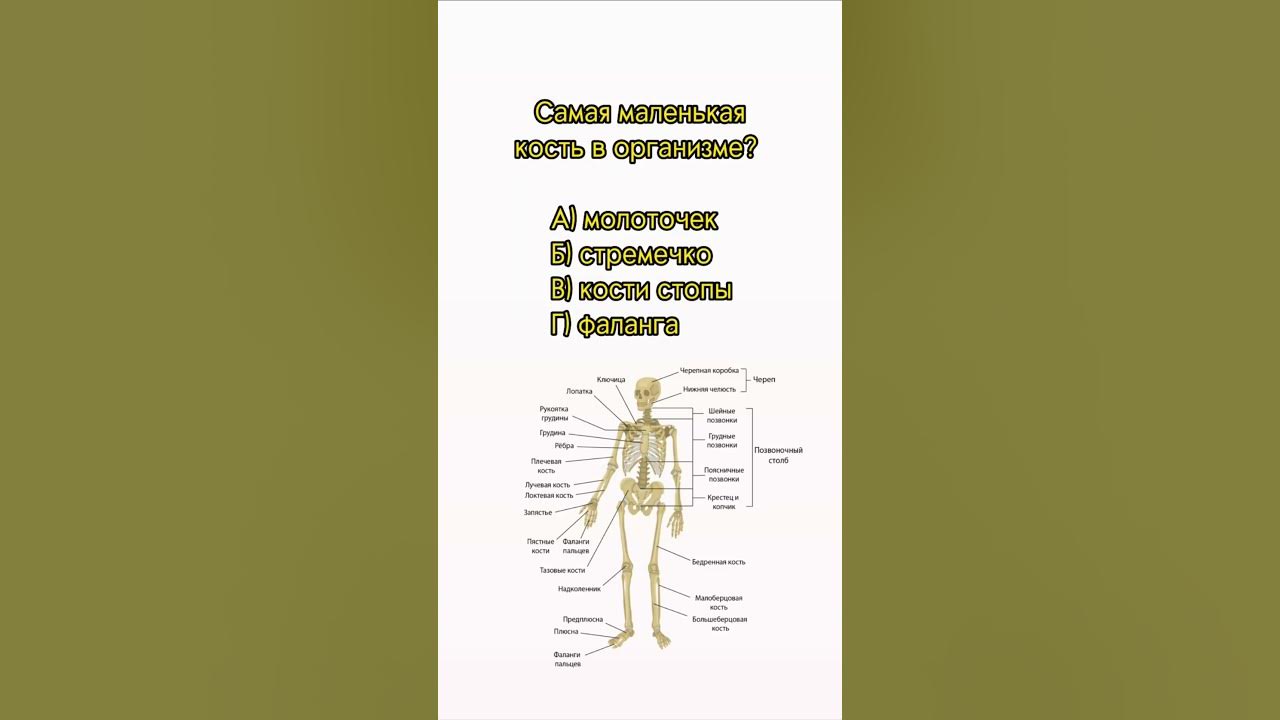 Железы огэ биология