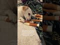 Cuteness overload #dogs #cuteanimals #pets #viral #creator