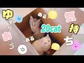 猫多頭飼い20匹の場合、猫にダンボールは争いしかおきないのか…