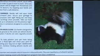 Pets beware: It's skunk mating season