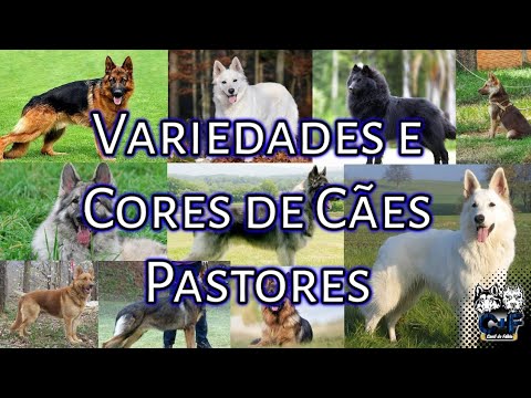 Vídeo: Quais Raças De Cães Pastores Existem