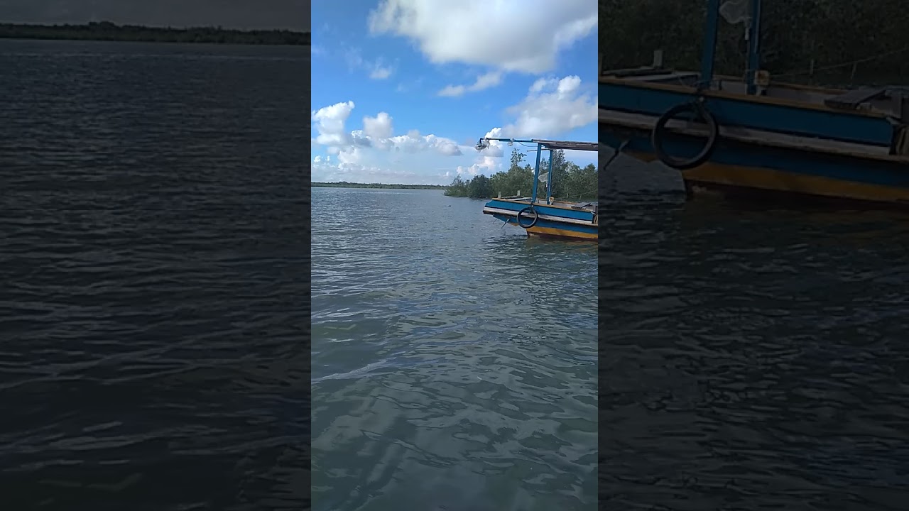 Penampakan hewan laut YouTube Penampakan hewan laut YouTube