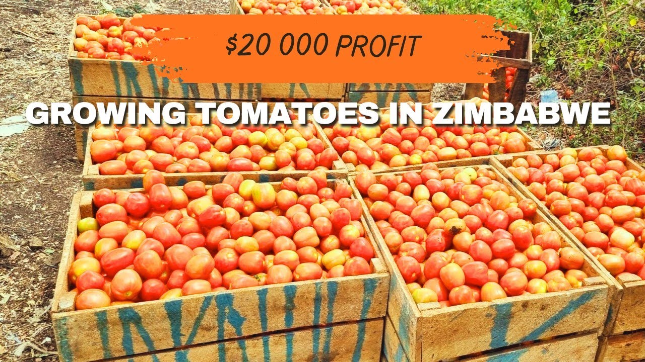 Как фермеры зарабатывают 20 000 долларов США, выращивая 1 гектар помидоров в Зимбабве