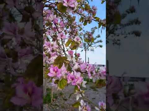 Video: Hermosos árboles que florecen en primavera para su jardín