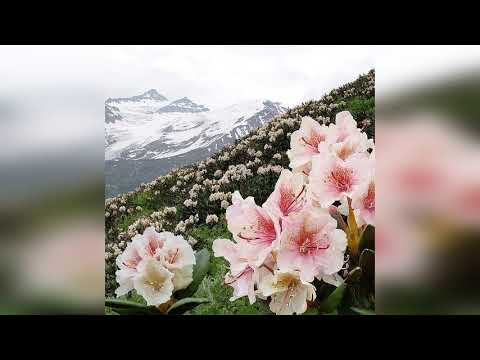 შენამ ვინ გკითხავს დიაცო