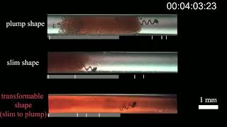 Shape Memory Alloy Helical Microrobots with Transformable Capability SV7