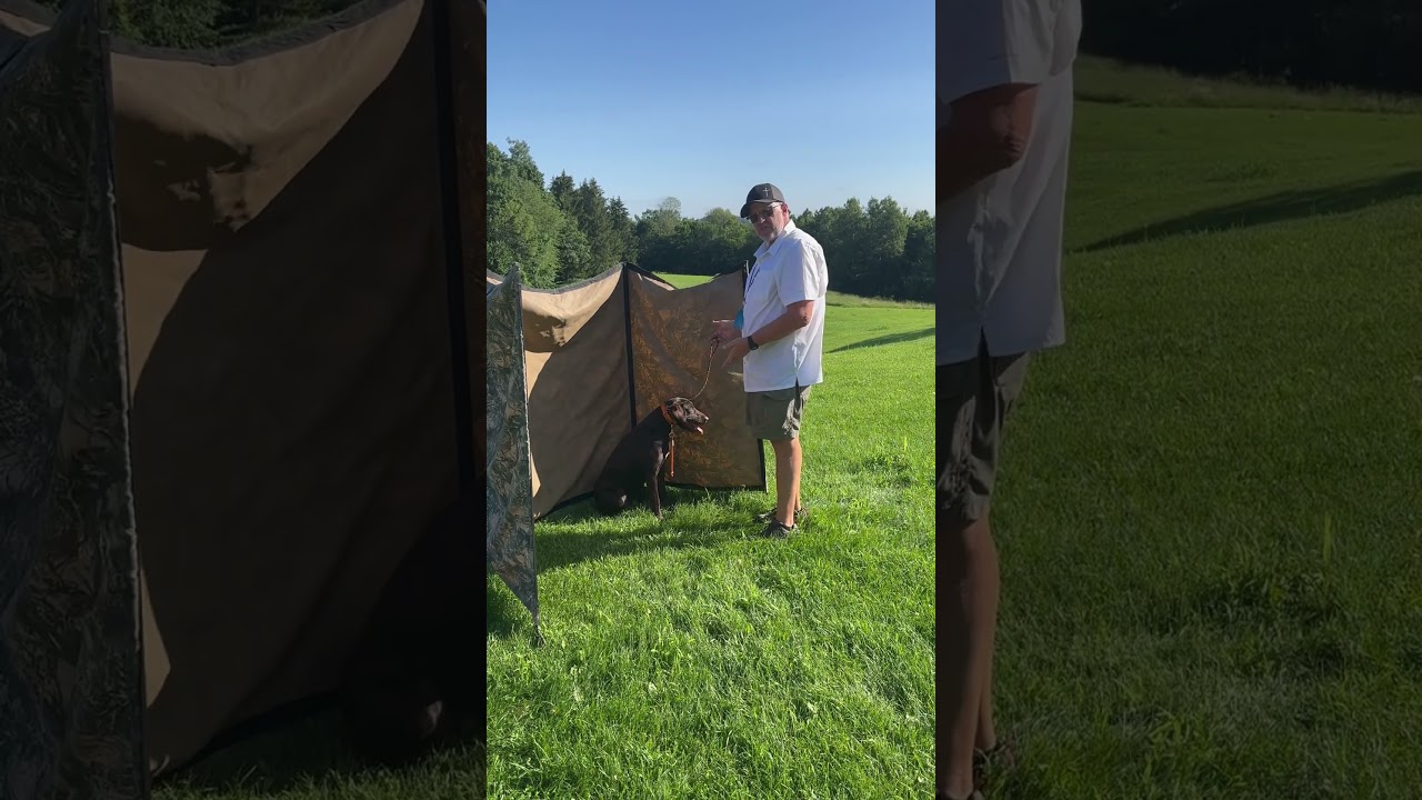 Preparing your dog for hunt tests 