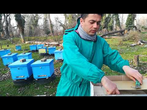 ვიდეო 24.  კანდის მიცემა ფუტკრის ოჯახებზე.