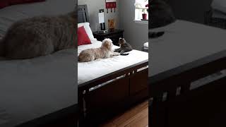 Dendoodle And Cat Sisters Wrestle To The End