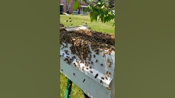 Catching a Honeybee Swarm!
