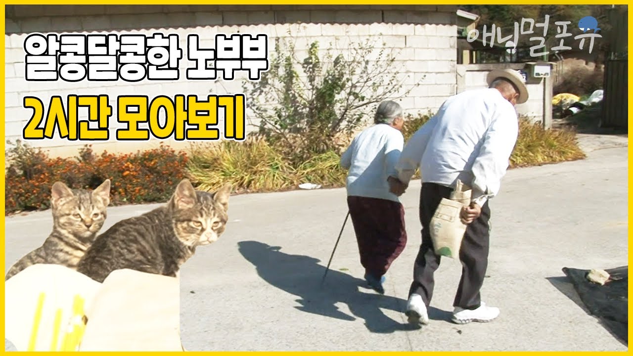 시골 마을엔 70년째 오순~도순~ 한 노부부가 살고 있다! 🌿 고양이에게 국밥 한 사발 내주는 할머니와 할아버지😽 | 그대와 해로하고 싶어라 | KBS 인간극장 2013 방송