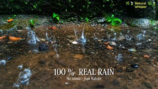 Rain Symphony in Nature | Relaxing Rain Drops ASMR
