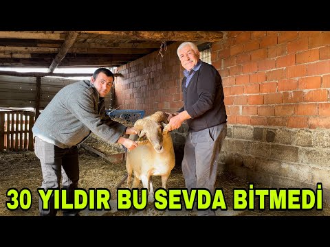 AŞÇININ SAKIZ KOYUNLARINA OLAN SEVDASI ~ NESLİ TÜKENMEKTE OLAN ÇİL KOYUNLAR