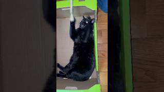 Ninja the Black Cat Playtime
