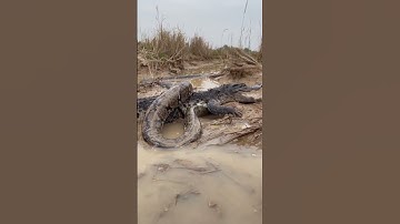 anaconda vs crocodile 🐊