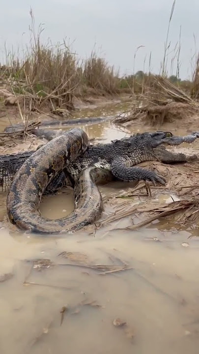 anaconda vs buaya 🐊