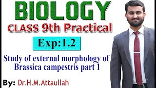 Study of external morphology of Brassica campestris | 9th biology practical | Exp1.2 | part1