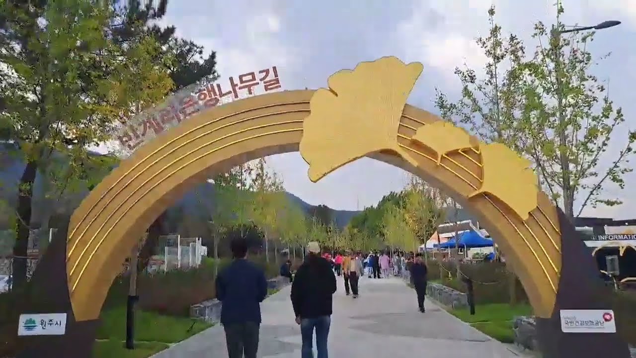 800살 원주 반계리 은행나무~직접 마주하여야 그 웅장함을 느낄 수 있음을