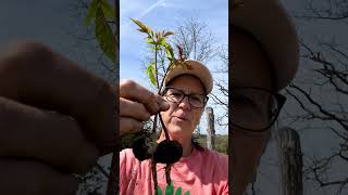 Black Walnut Trees trying to grow in our medicinal herb garden.