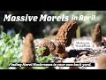 Massive Morels in April- finding Morel mushrooms in your back yard.