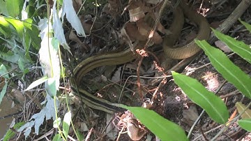 #BẫyRắnĐồngTháp #Tập162 bắt rắn bằng lưới cặp rắn hổ ngựa khủng sa lưới bẫy rắn