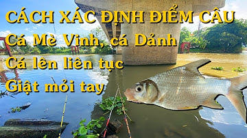 Cách chọn vị trí câu cá dưới chân cầu nước chảy và cách đọc tín hiệu phao cá Mè Vinh, cá Dảnh
