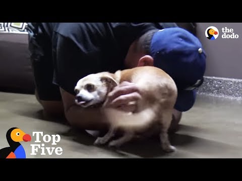 lost-dog-reunited-with-owner-thanks-to-microchip:-giving-tuesday-compilation-|-the-dodo-top-5