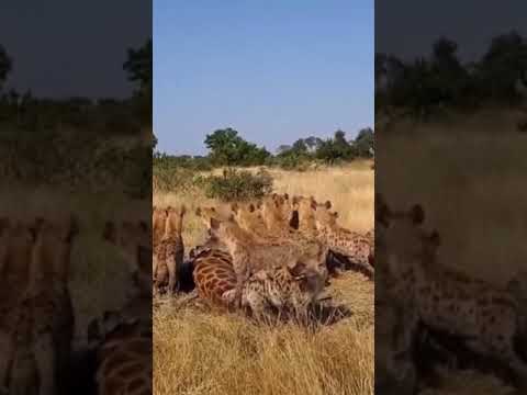 Video: Le iene attaccheranno i leoni?