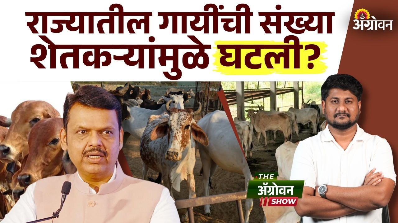Devendra Fadanvis:मुख्यमंत्री फडणवीसांनी गायींची संख्या कमी झाल्याचे खापर शेतकऱ्यांवर फोडलं| Agrowon