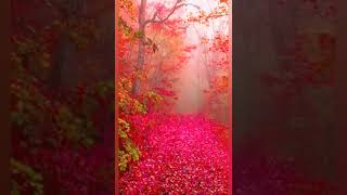 Nature 4K Video Ultra Hd Documentary