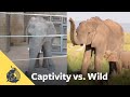 Stereotypic behavior in zoos reveals stress and suffering