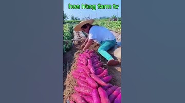cách Trung Quốc trồng và thu hoạch khoai lang.....#máy_thu_hoạch_khoai_lang#máy_nông_nghiệp