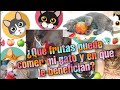 Frutas que puede comer tu gato y en que le benefician/YARLIZ