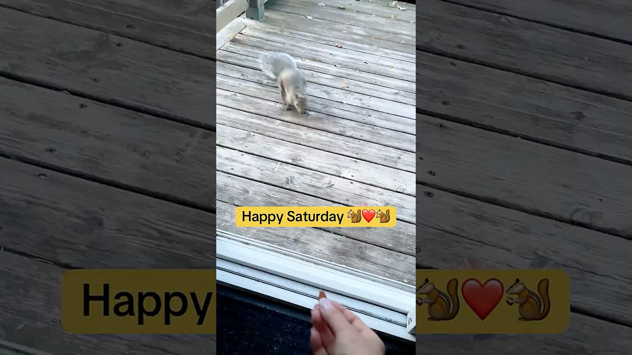 Happy Saturday 🐿️❤️🐿️