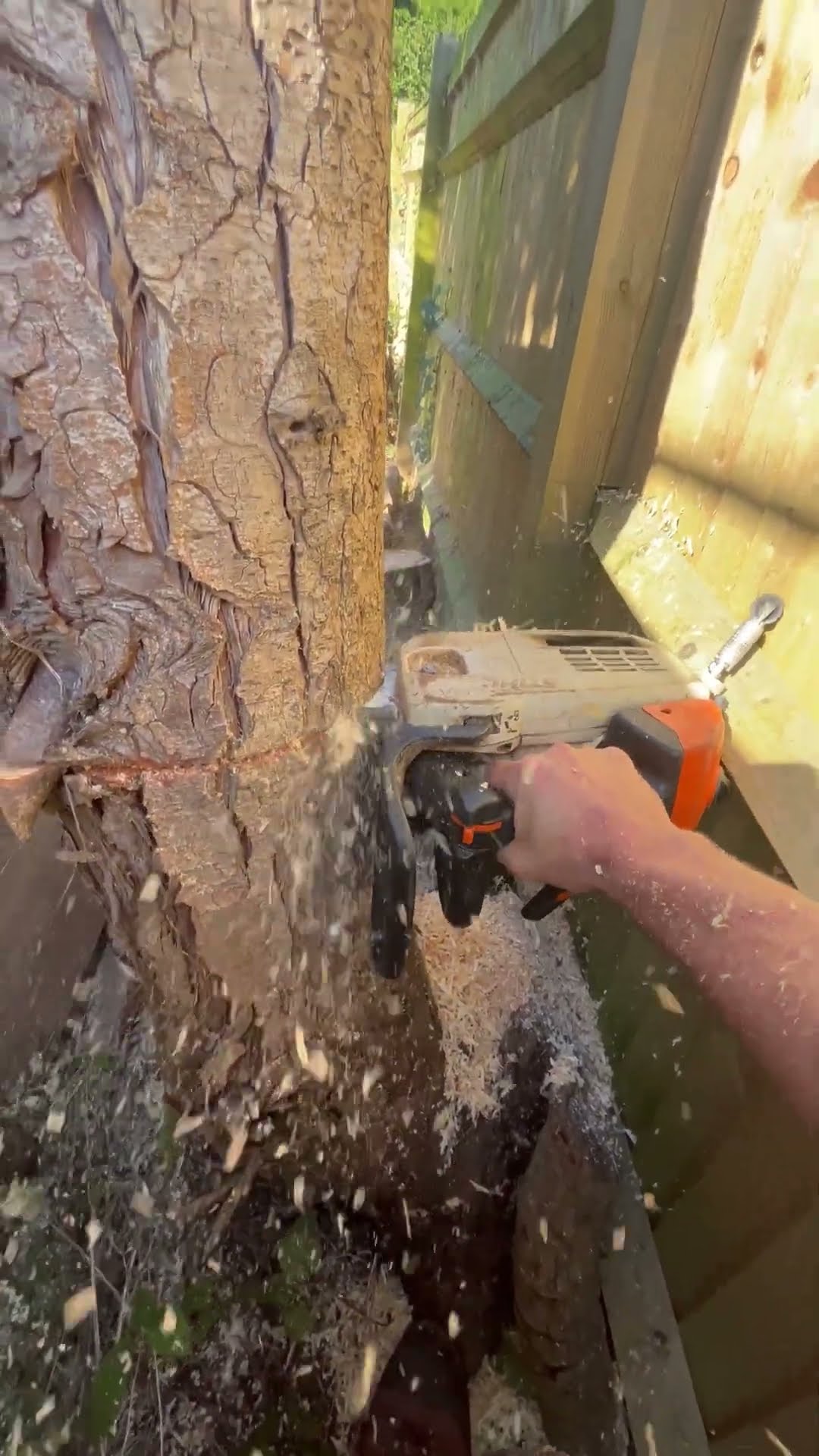 Precise Tree Cutting || ViralHog